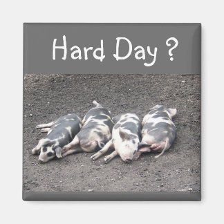 Aimant Cochons