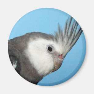 Aimant Cockatiel masculin de Whiteface