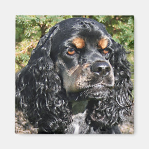 Aimant Cocker Spaniel
