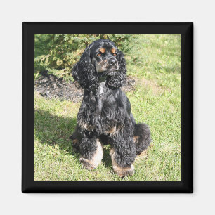 Aimant Cocker Spaniel Color Photo