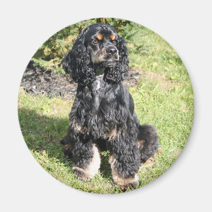 Aimant Cocker Spaniel Photo