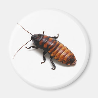 Aimant Cockroach
