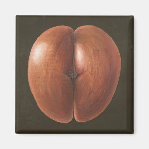 Aimant Coco de Mer Maldives 2012