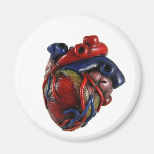 Aimant Coeur anatomique