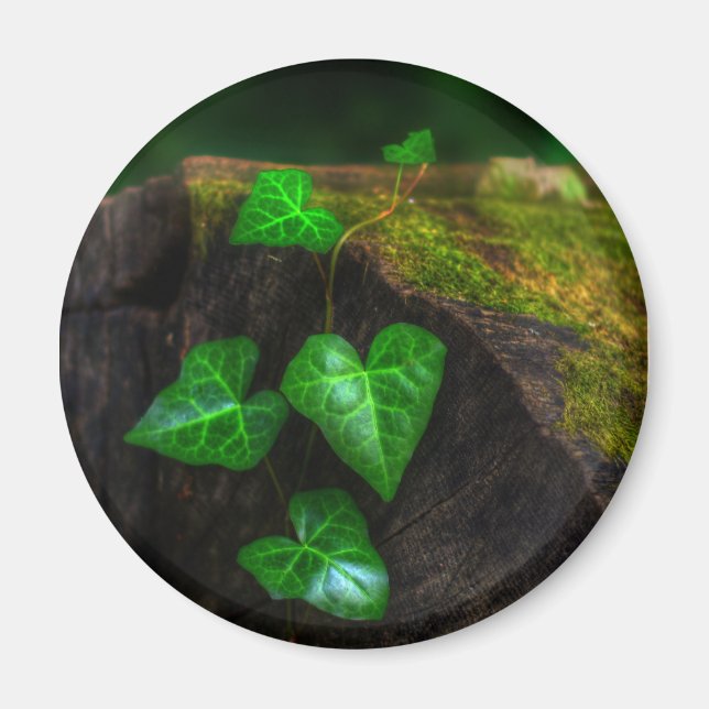 Aimant Coeurs d'Ivy (Devant)