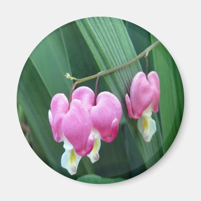 Aimant Coeurs saignants (Devant)