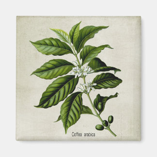 Aimant Coffea Arabica