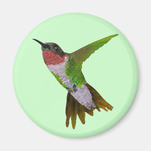 Aimant Colibri
