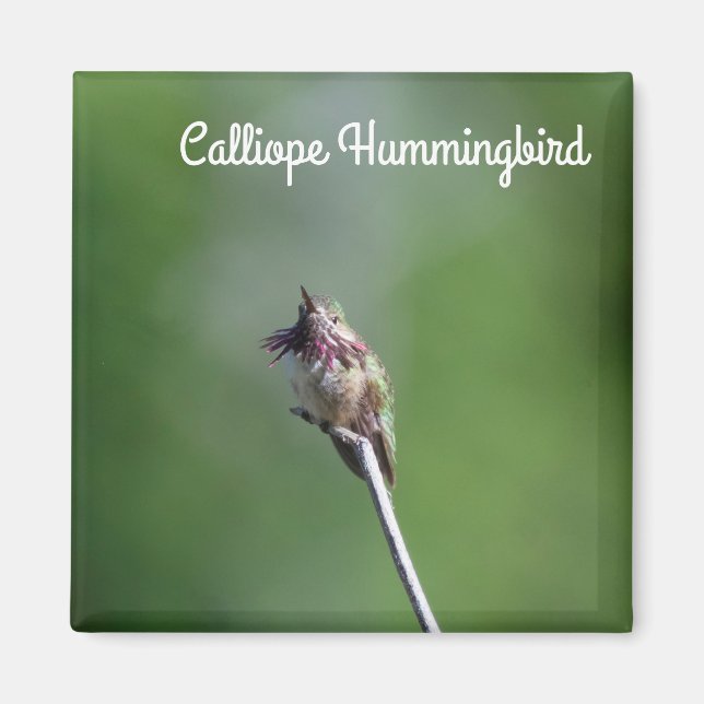 Aimant Colibri (Devant)