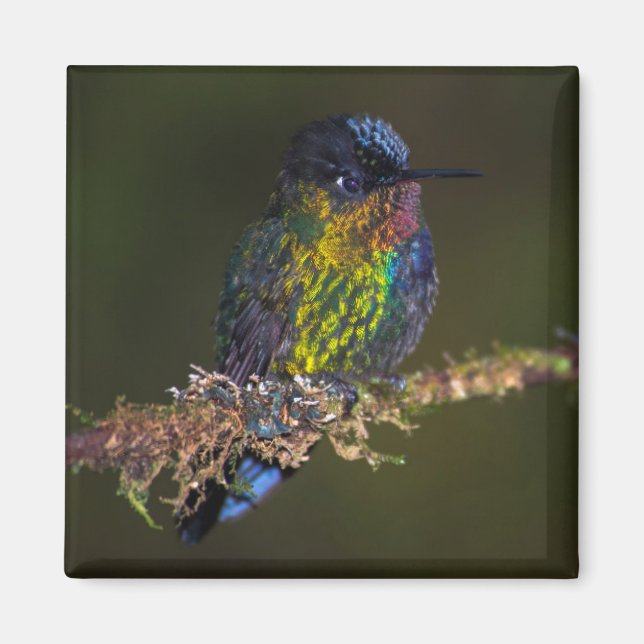 Aimant Colibri (Devant)