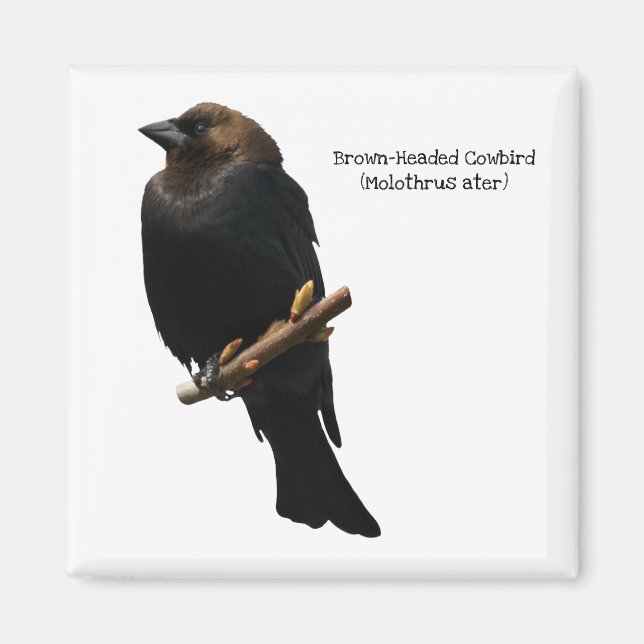 Aimant Colibri à tête Brown (Devant)