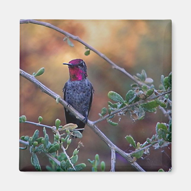 Aimant Colibri au coucher du soleil (Devant)