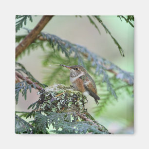 Aimant Colibri de bébé collant sa langue