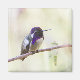 Aimant Colibri de Costa perché sur une branche