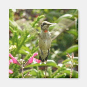 Aimant Colibri et marasquin