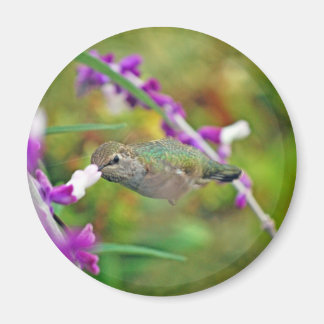 Aimant Colibri et Sage II mexicain