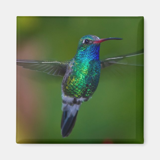 Aimant Colibri flottant (Devant)