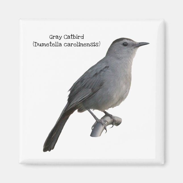 Aimant Colibri gris (Devant)