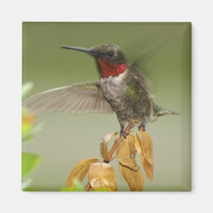 Aimant Colibri impressionnant