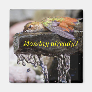 Aimant Colibri posé dans l'eau 2