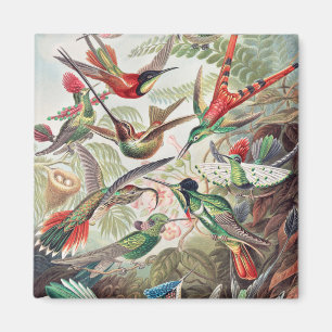 Aimant Colibri, Trochilidae Kolibris par Ernst Haeckel