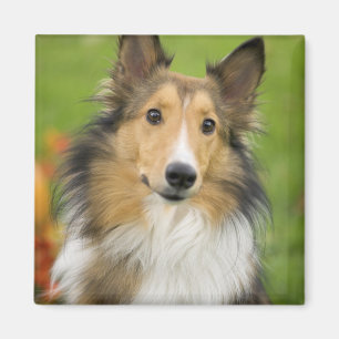Aimant Colley Rough, chien