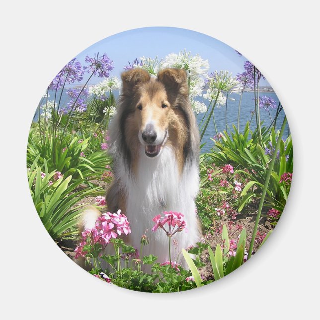 Aimant Collie dans l'aimant Fleurs (Devant)