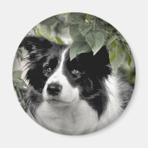 Collie Dog dans les bois