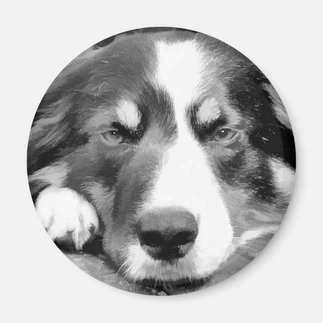 AIMANT COLLIE FRONTALIÈRE (Devant)