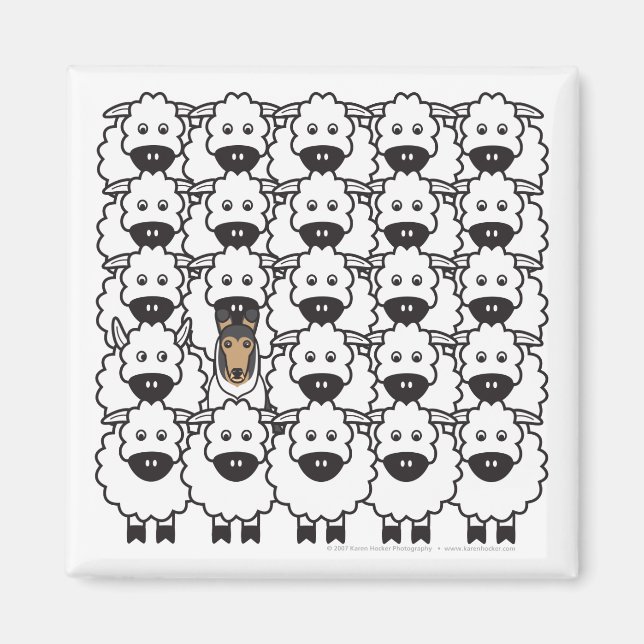 Aimant Collie lisse dans le mouton (Devant)