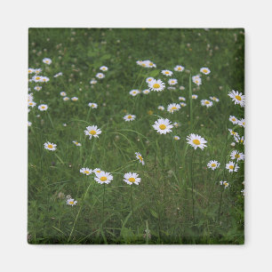 Aimant Colline des marguerites