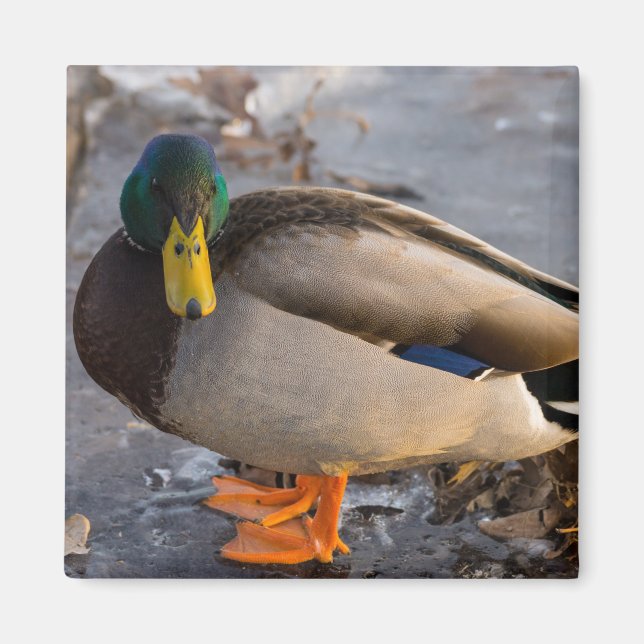 Aimant Colvert sur glace (Devant)