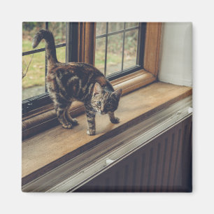 Aimant Combien coûte ce Kitty dans la fenêtre ?