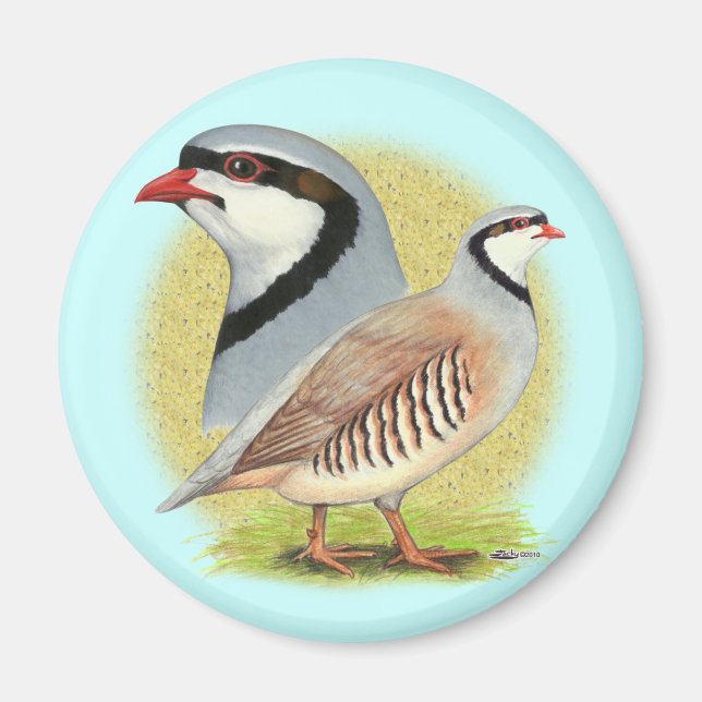 Aimant Combo de perdrix de Chukar (Devant)