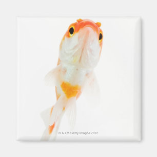 Aimant Comète / Poisson rouge à queue comète