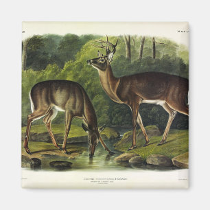 Aimant Common Deer