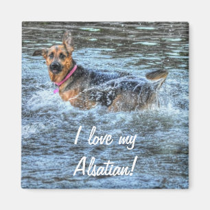 Aimant Conception de chiens pour les amateurs de moules