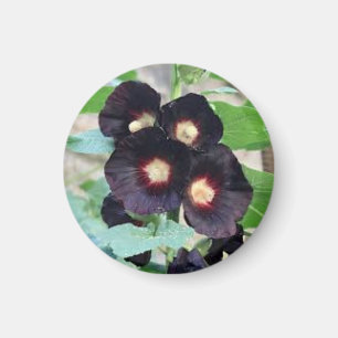 Aimant Conception de photo florale de violette pansy noir