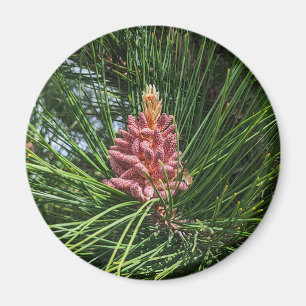 Aimant Cône de pollen de pin rouge (Pinus resinosa)