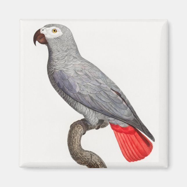 AIMANT CONGO GRAY PARROT (Devant)