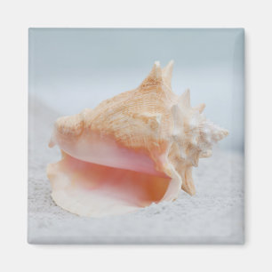 Aimant Conque Shell