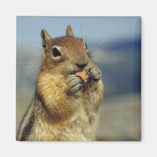 Aimant Consommation d'écureuil