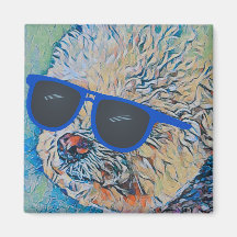 Cool Chon le Bichon