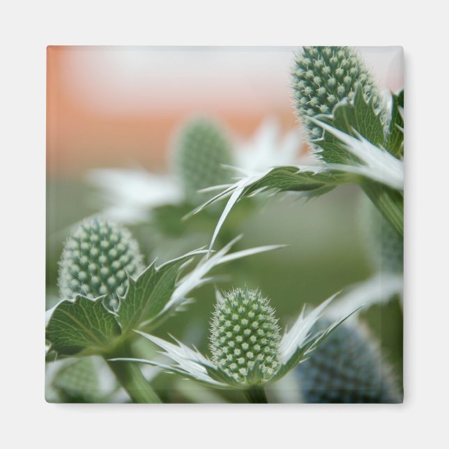 Aimant Cool Plante (Devant)