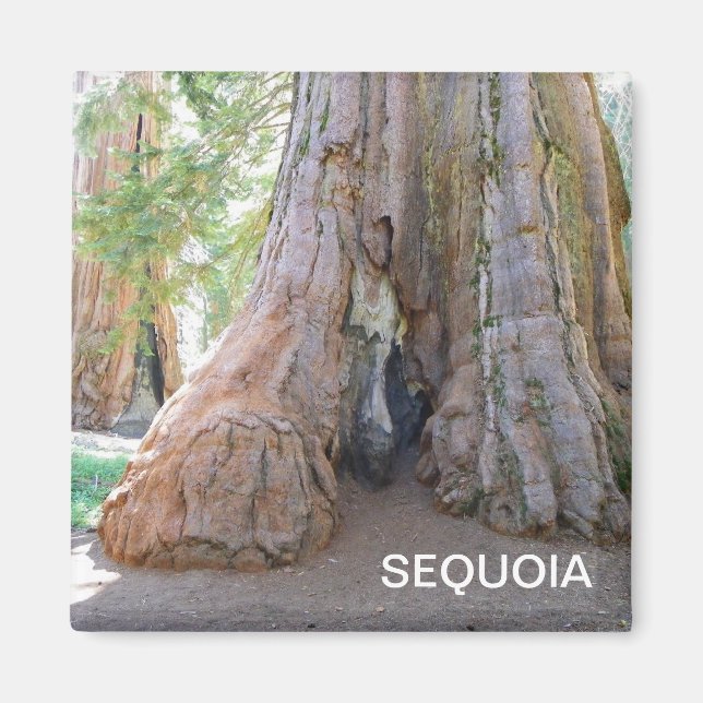 Aimant cool Sequoia ! (Devant)