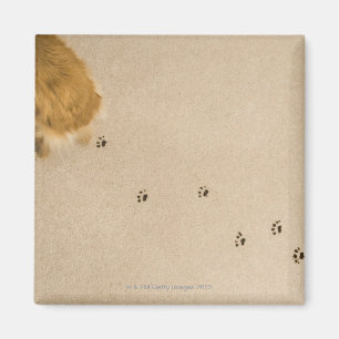 Aimant Copies de chien sur le tapis