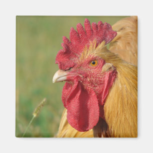 Aimant Coq Buff