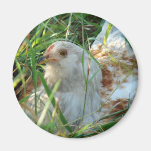 Aimant Coq dans la prairie de foin