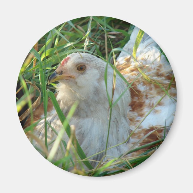 Aimant Coq dans la prairie de foin (Devant)