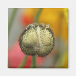 Aimant coquelicot